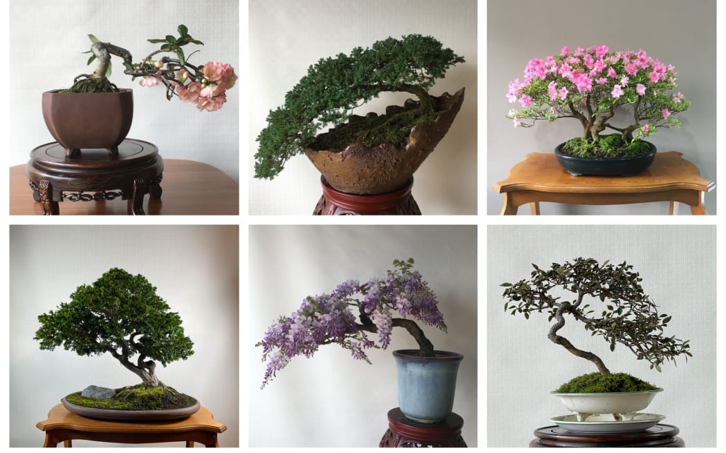 Huosheng Lin, a Taiwanese Bonsai practitioner based in Auckland, has around 400 Bonsai and Penjing in his garden. He describes Bonsai as a living artwork that is always changing and developing.