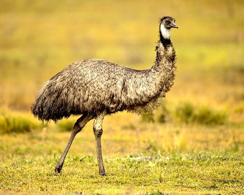 澳大利亚历史上的鸸鹋战争 Emu War