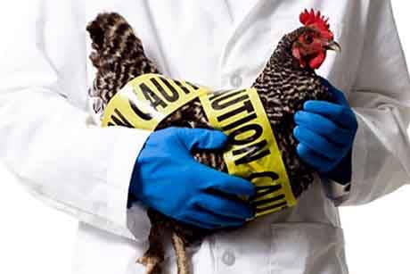 禽流感Avian Influenza