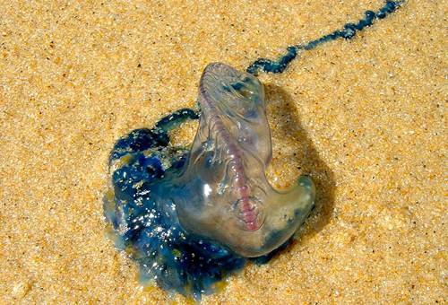 新西兰海洋有毒生物蓝瓶僧帽水母