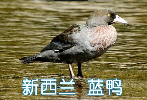新西兰蓝鸭 Whio (Blue Duck)