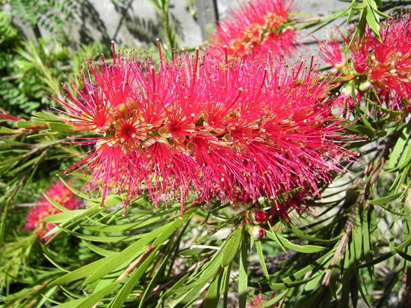 新西兰常见植物“澳洲千层红” bottlebrush