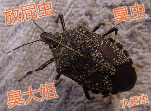 新西兰害虫“椿象”（臭大姐）Brown Marmorated Stink Bug