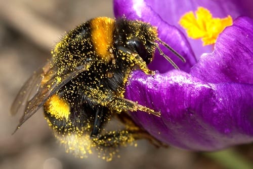 新西兰熊蜂 Bumble bees