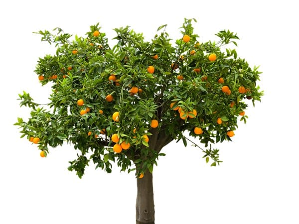 邻居家果树上的“越界”果实可以摘下来吃吗？