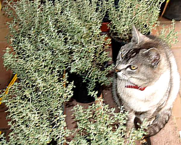 新西兰的花园植物“猫百里香” Cat thyme