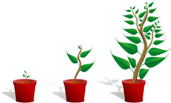 如何给盆栽植物更换新花盆？