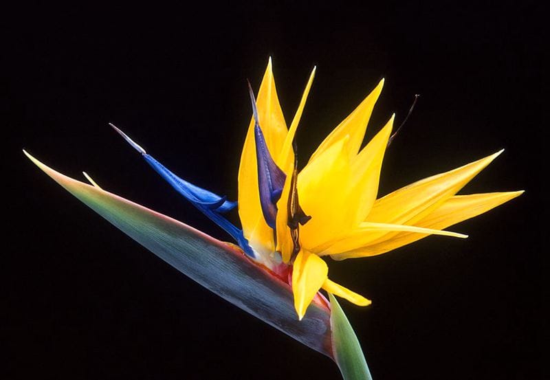 新西兰花园景观植物“天堂鸟” Crane flower