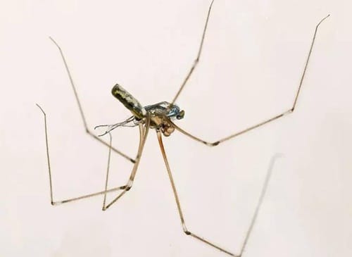 新西兰长腿蜘蛛 Matua Waeroa