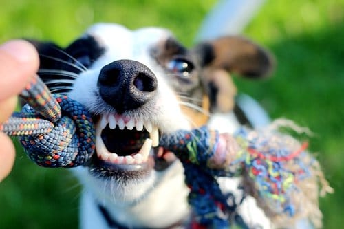 如何通过宠物狗的牙齿来判断它的年龄