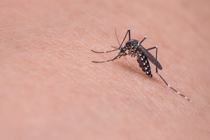 蚊虫叮咬会传播新冠肺炎病毒吗？