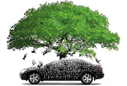 为什么夏季新西兰不要把汽车停在大树下面？