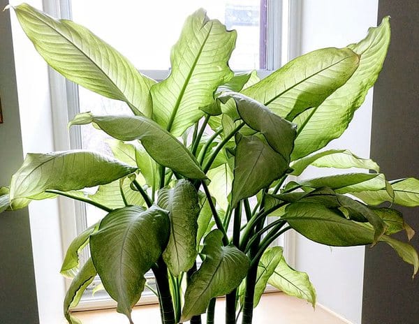 新西兰室内盆栽植物花叶万年青 Dumb Cane