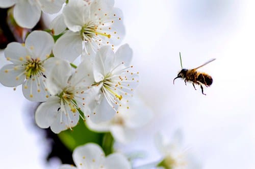 在新西兰，减轻花粉症的困扰