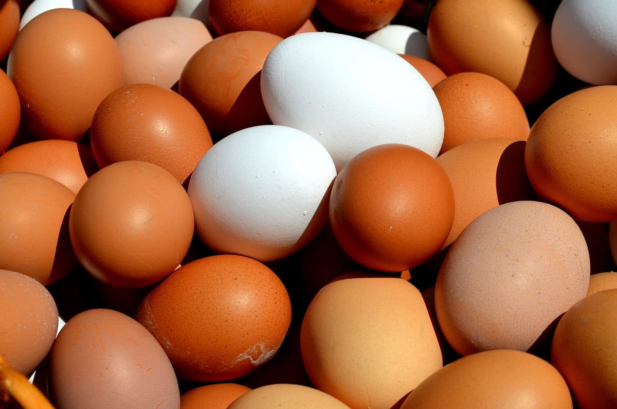 为什么最近新西兰鸡蛋难买而且价格高？