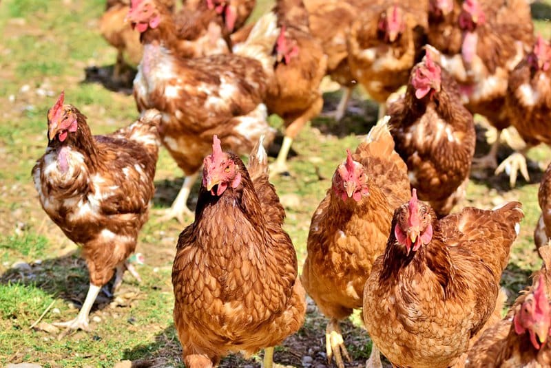 新西兰蛋鸡养殖业每只鸡日消耗饲料是多少？