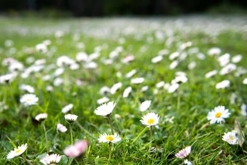 如何除去草坪上的白色小菊花？