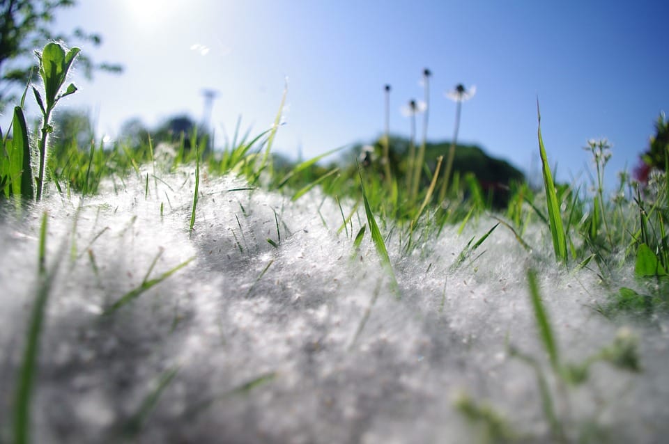 尘螨和花粉：如何应对影响新西兰人过敏和哮喘的夏季“双重打击”