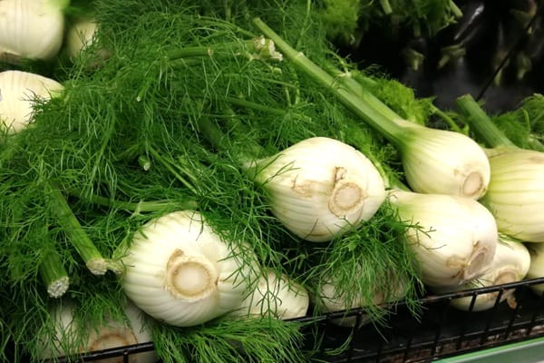 新西兰超市中的蔬菜茴香 Fennel
