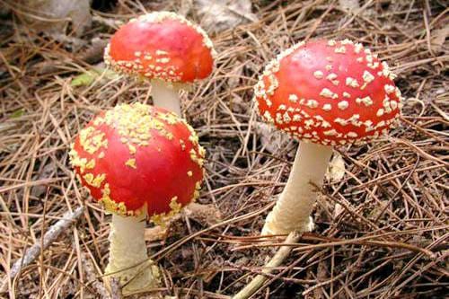新西兰的毒蘑菇Poisonous Fungi