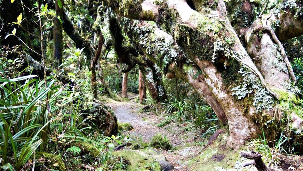 新西兰北岛旅游景点“地精森林”