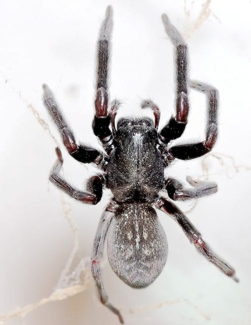 新西兰“灰屋蜘蛛” Grey house spider