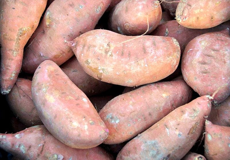 如何在新西兰自家花园种红薯？
