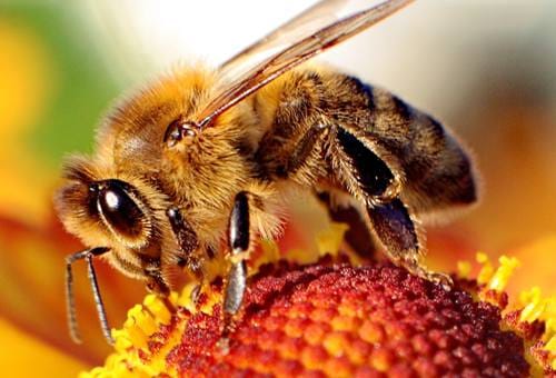 [短百科]曼努卡蜂蜜是标号越高越好吗？