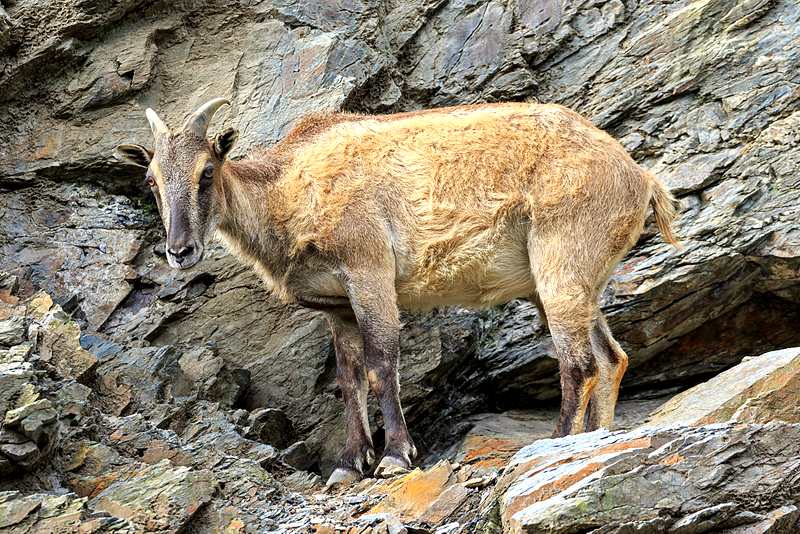 新西兰南岛的喜马拉雅塔尔羊 Tahr