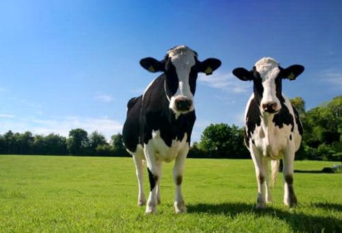 新西兰有多少乳制品农场？