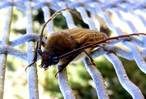 新西兰胡虎甲虫 Huhu Beetle