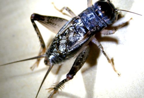 新西兰蟋蟀Cricket(毛利语Pihareinga)