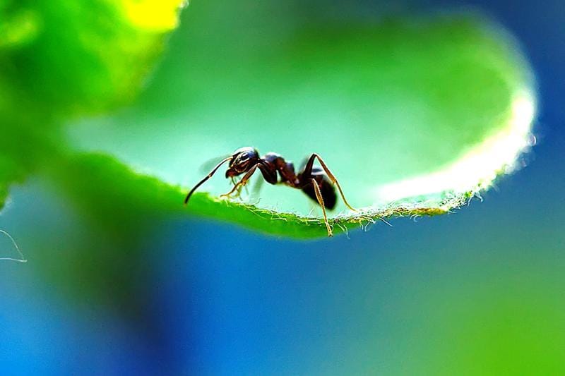如何驱赶室内植物花盆中的蚂蚁？