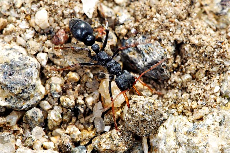 澳大利亚凶猛毒蚂蚁 jack jumper ant