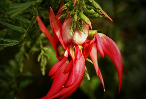 新西兰本土植物红耀花豆Kaka beak