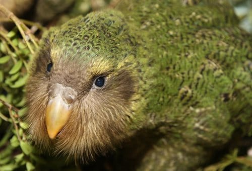 新西兰鸮鹦鹉 Kakapo