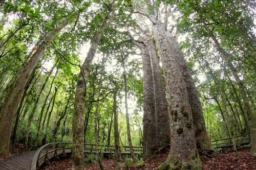 新西兰本土植物贝壳杉 Kauri Tree