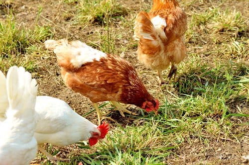 如何在新西兰自家院子中养蛋鸡？