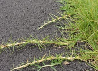 新西兰草坪常见品种Kikuyu