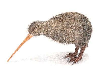 新西兰国鸟几维鸟 Kiwi Bird