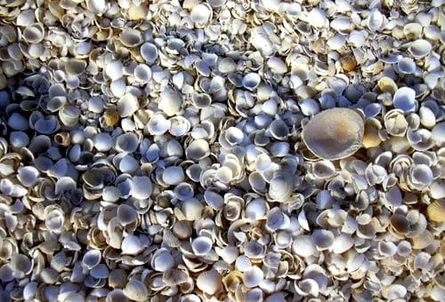新西兰海边的贝壳可以随便捡吗？