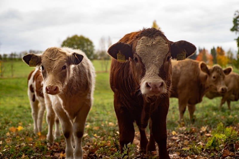 新西兰畜牧业中的“轻牛肉” Lightweight beef 是什么？