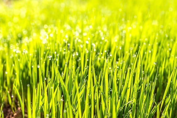 新西兰冬季花园草坪应该多久维护一次？