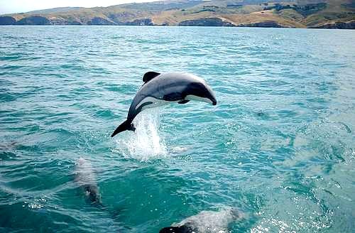 新西兰毛伊海豚Māui Dolphin