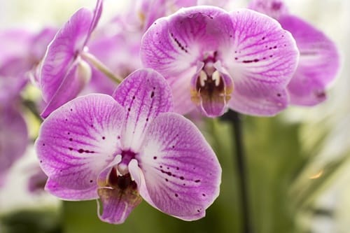 新西兰如何照顾好蝴蝶兰 Moth Orchid？