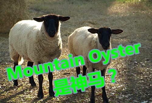 [短百科]新西兰俚语Mountain Oyster