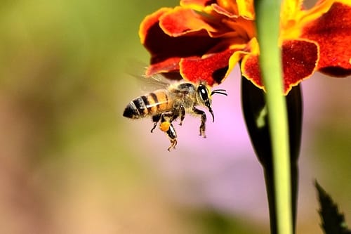 mpi-lowerdown-manuka-honey-export-rules