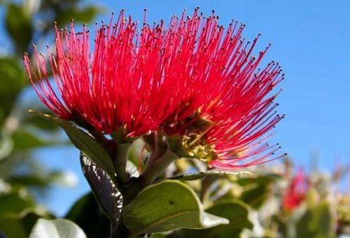 新西兰国花National Flower