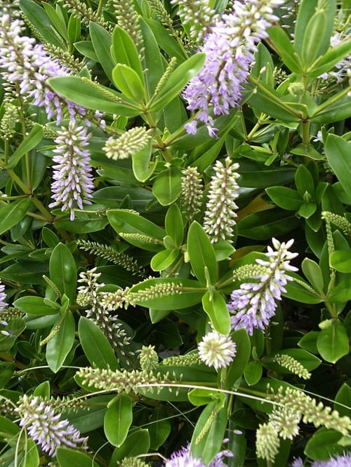新西兰植物长阶花Hebe