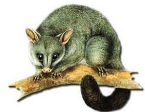 新西兰有害生物负鼠Possum